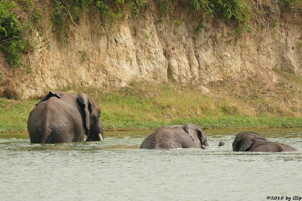 Afrikanischer Elefant (African Elephant)