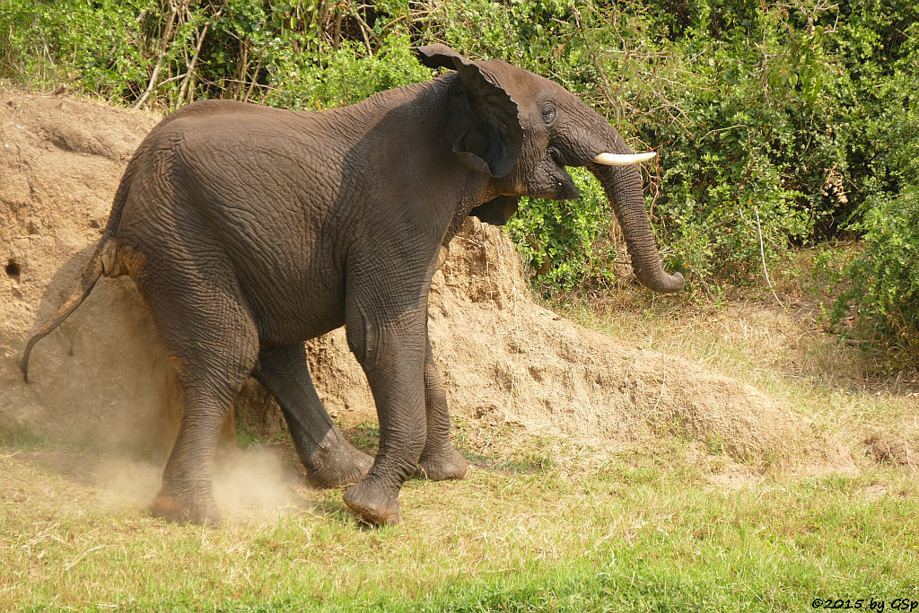 Afrikanischer Elefant (African Elephant)