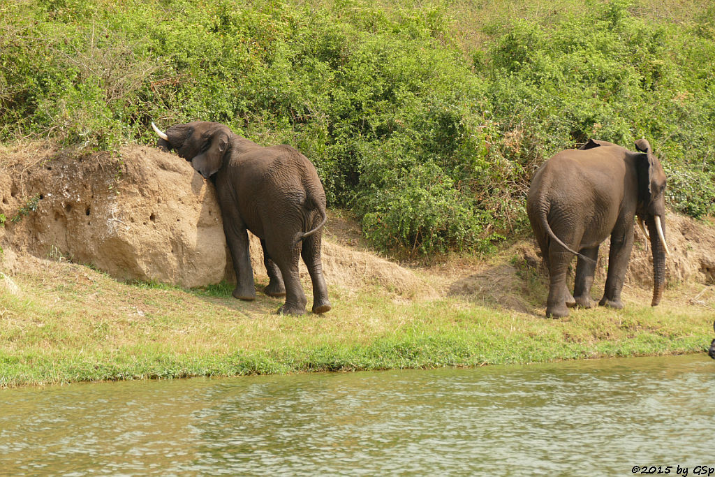 Afrikanischer Elefant (African Elephant)