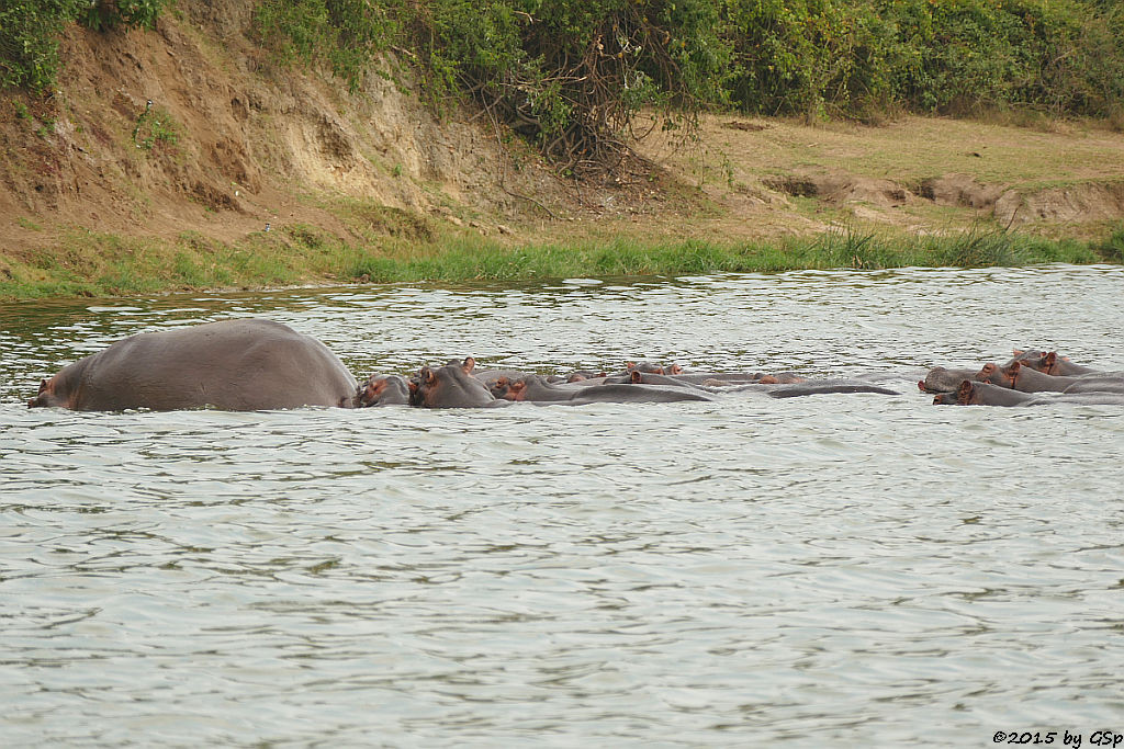 Flusspferd (Hippopotamus/Hippo)