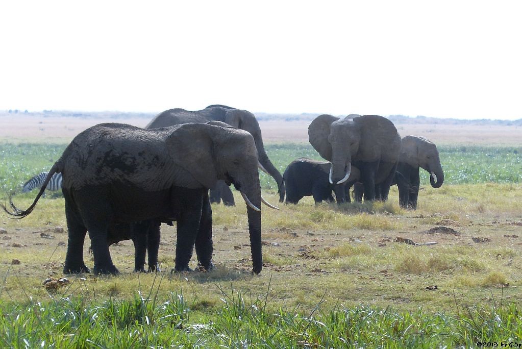 Elefant, Böhm-Steppenzebra