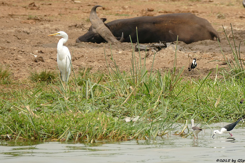 Kuhreiher, Kaffernbüffel, Spornkiebitz, Stelzenläufer (Cattle Ibis, Buffalo, Spurwing Plover, Back-winged Stilt)