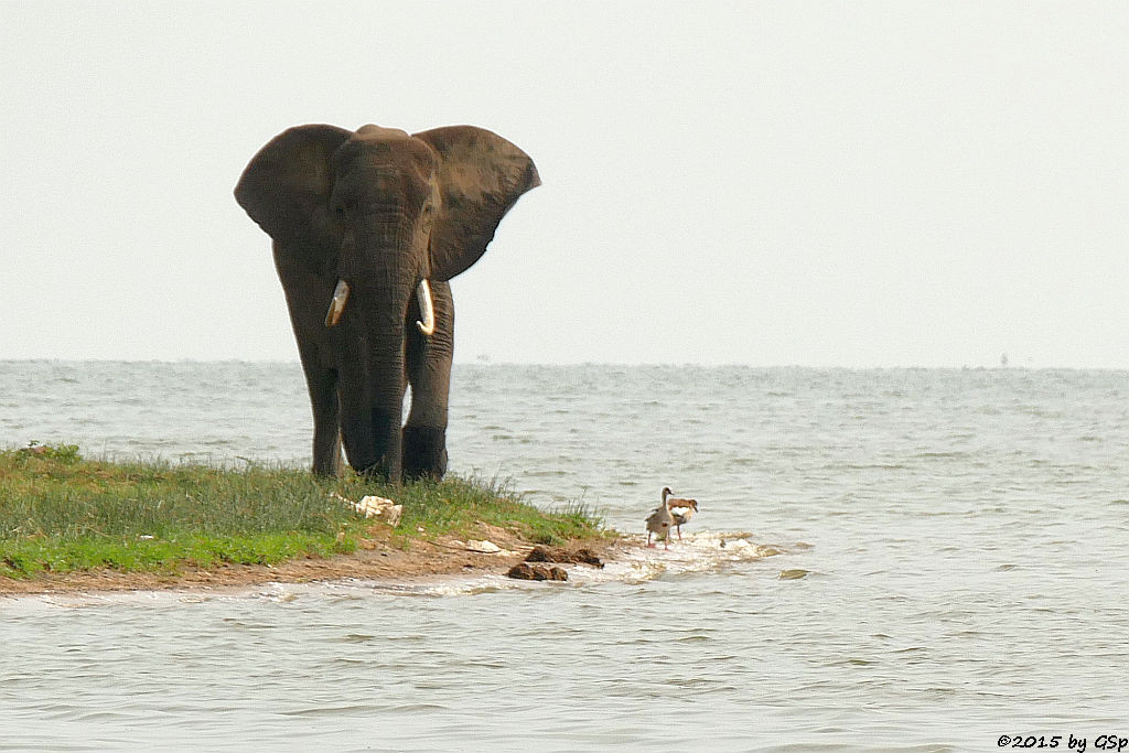 Afrikanischer Elefant, Nilgans - Lake George (African Elephant, Egyptian Goose)