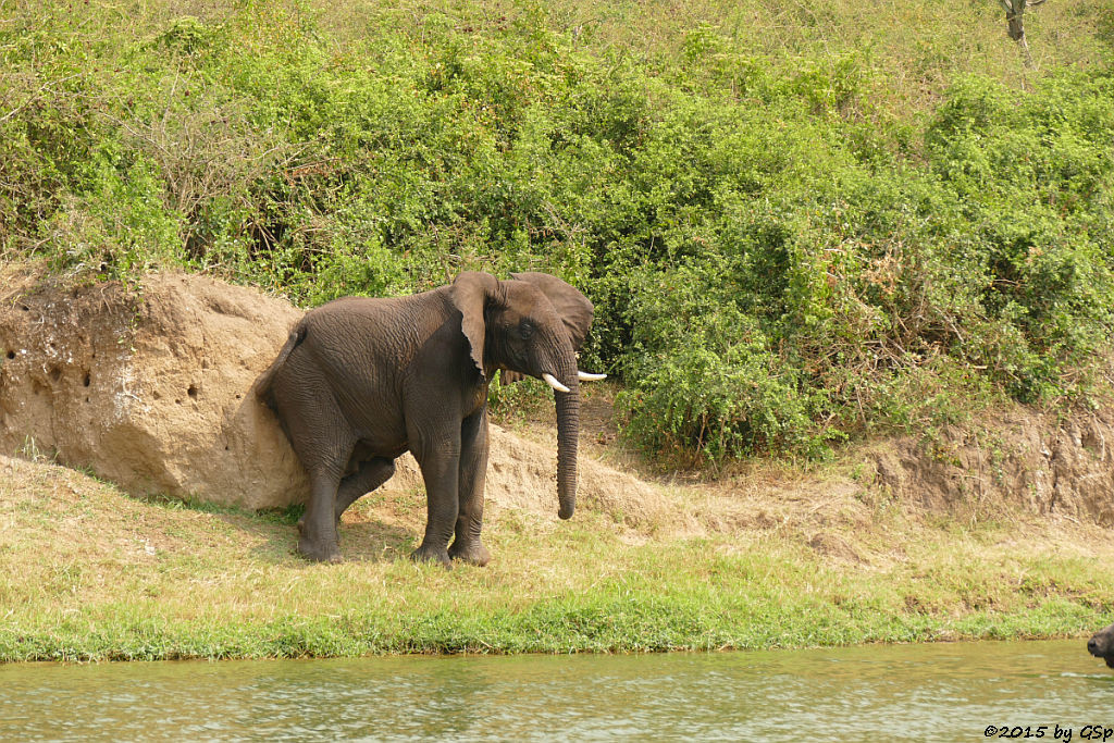 Afrikanischer Elefant (African Elephant)