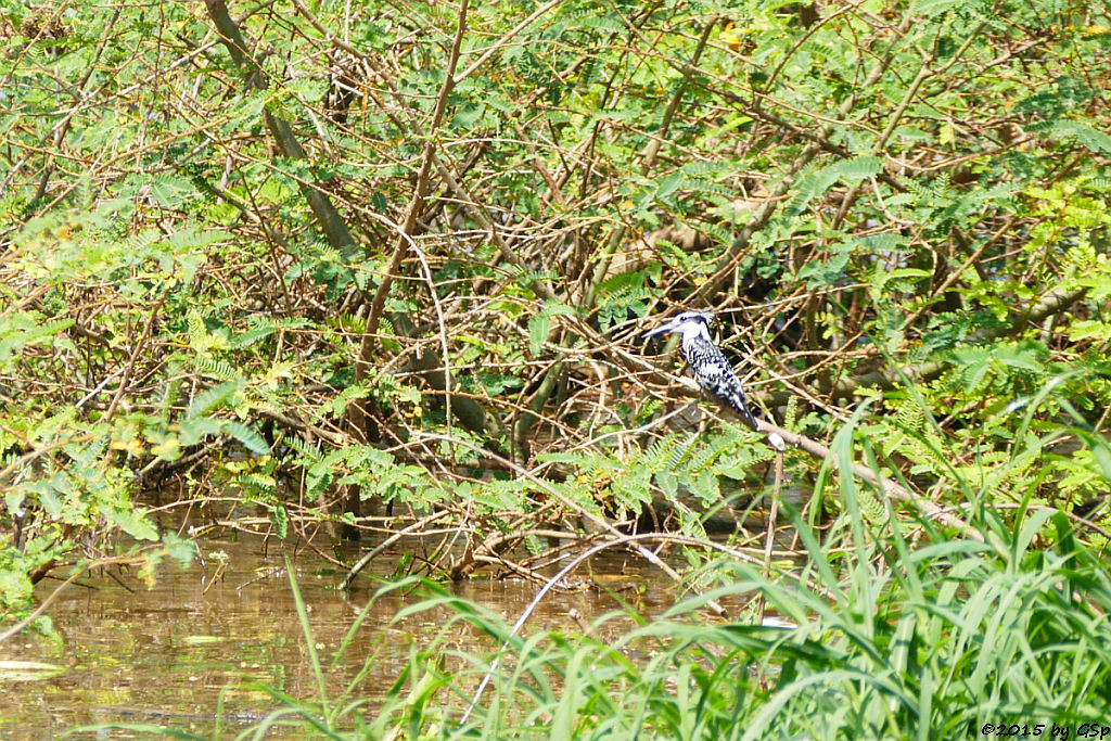  Graufischer (Pied Kingfisher)