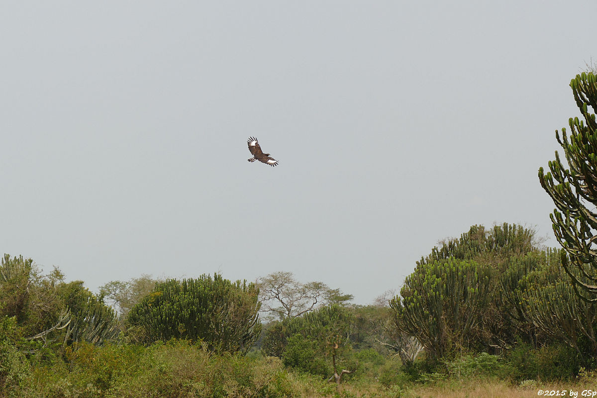 Schopfadler (Long-crested Hawk Eagle)