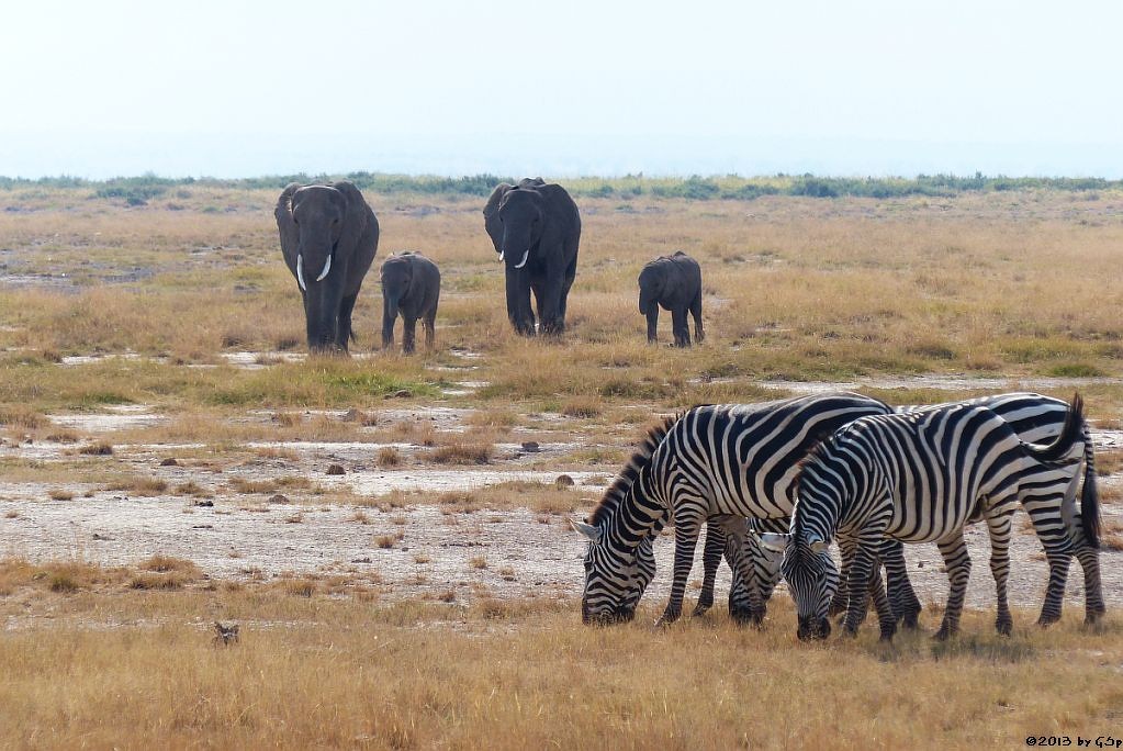 Böhm-Steppenzebra, Elefant