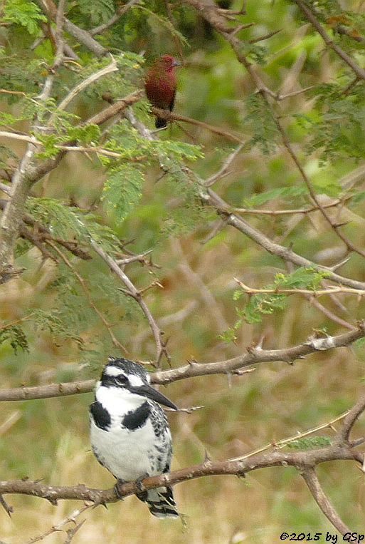 Graufischer (Pied Kingfisher)