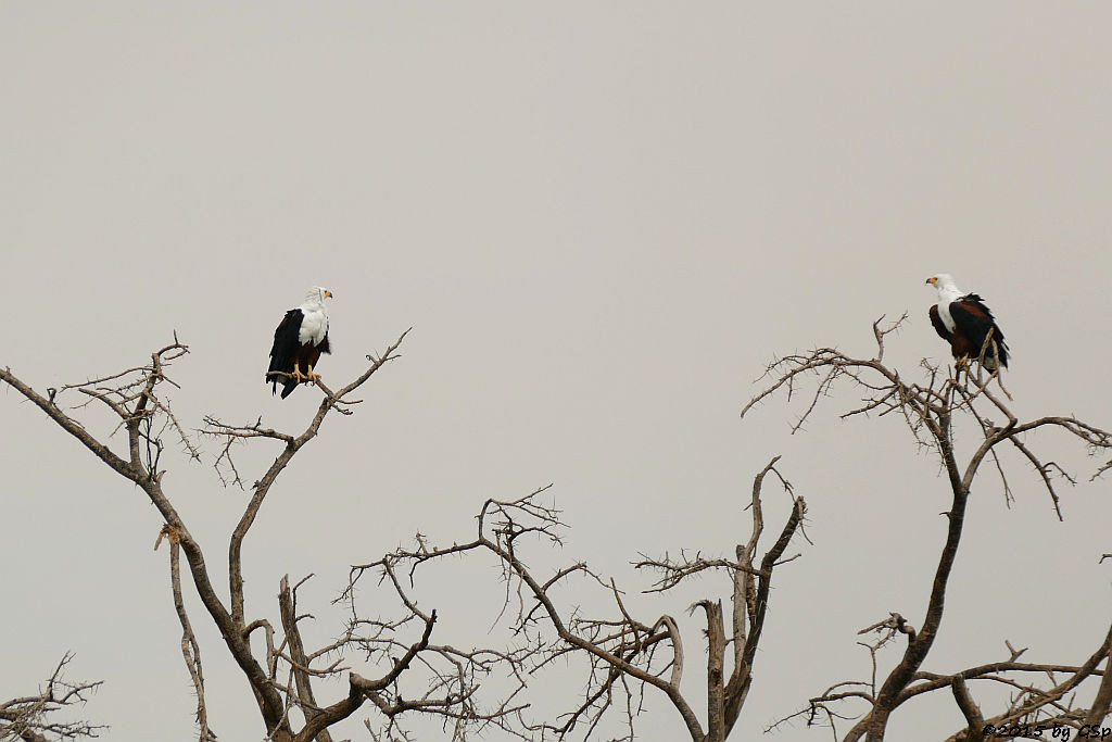 Schreiseeadler (African Fish-eagle