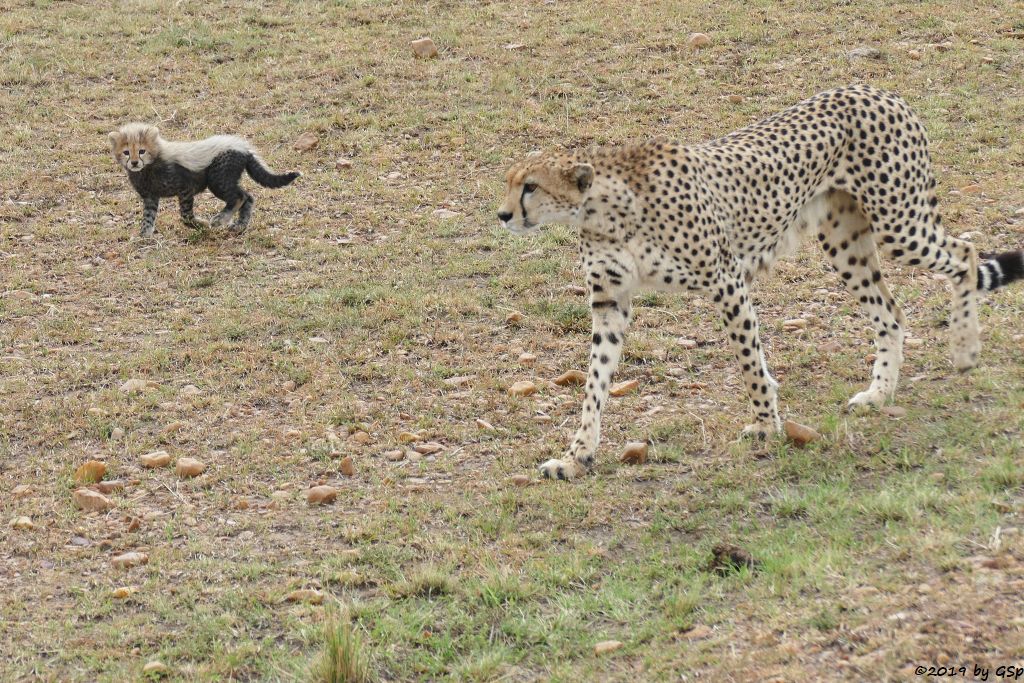 Ostafrikanischer Gepard
