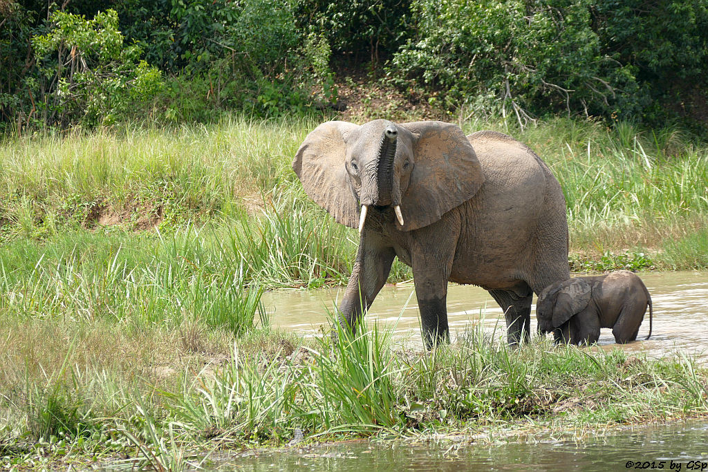 Afrikanischer Elefant (African Elephant)