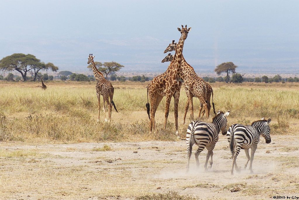 Massaigiraffe, Böhm-Steppenzebra