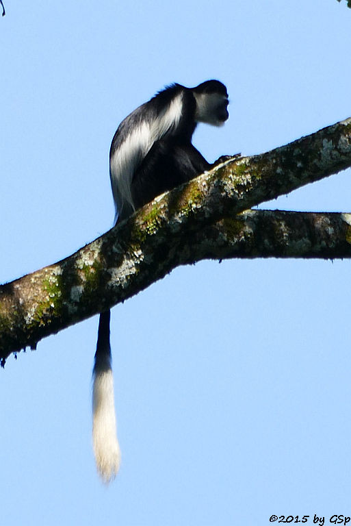  Mantelaffe, Guereza (Black-and-white Colobus)