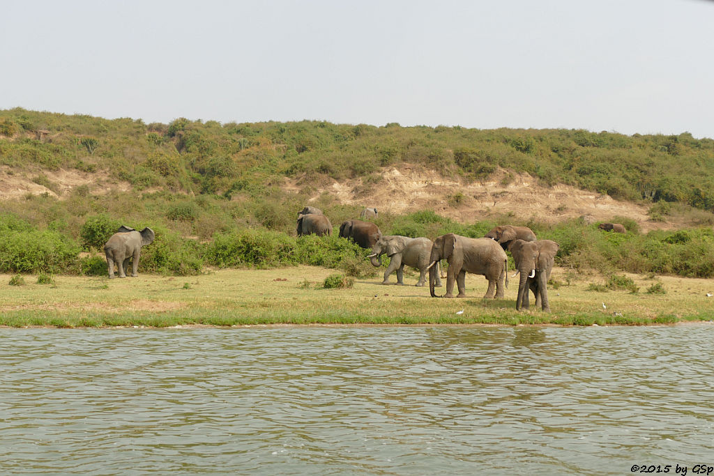 Afrikanischer Elefant (African Elephant)