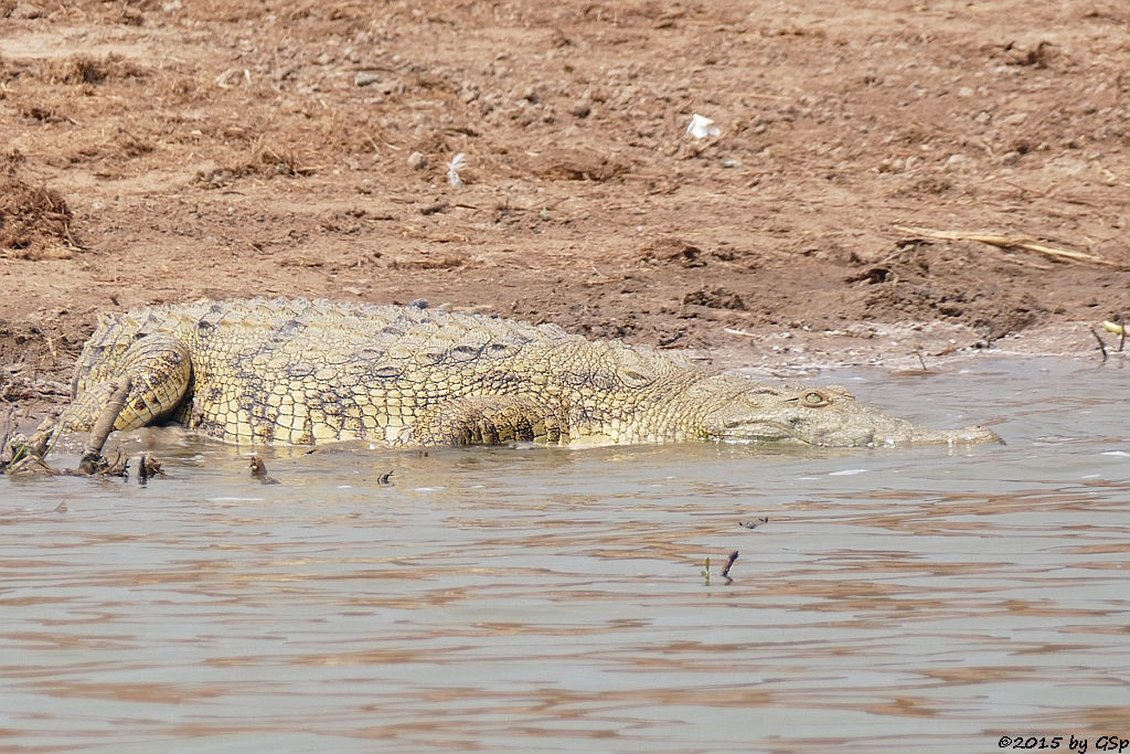 Nilkrokodil (Nile Crocodile)