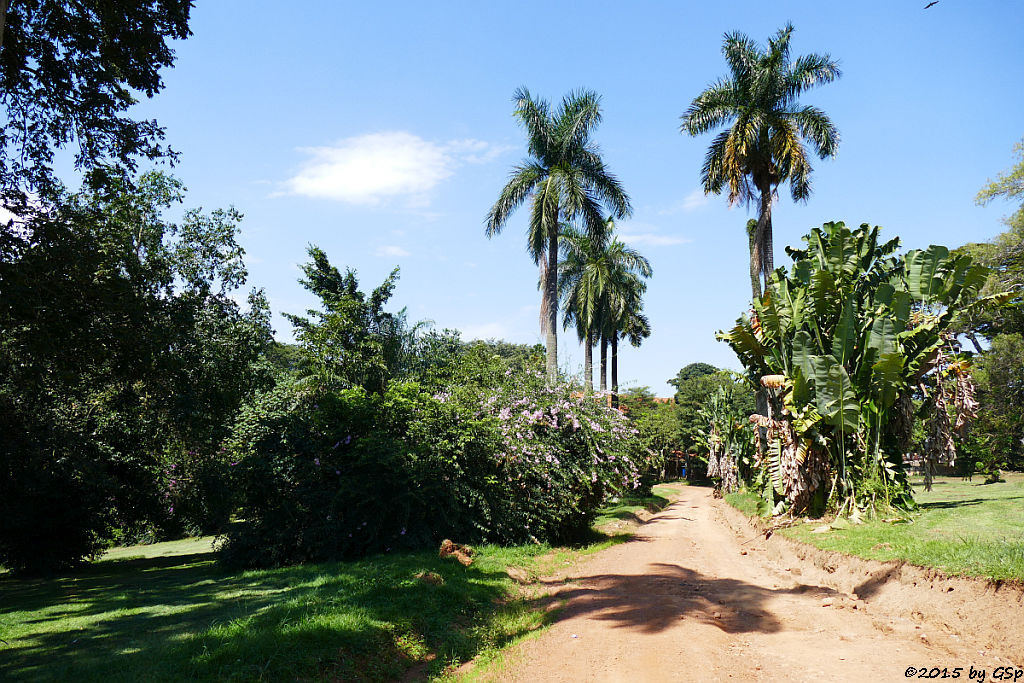 Botanischer Garten, Entebbe - 45 Fotos