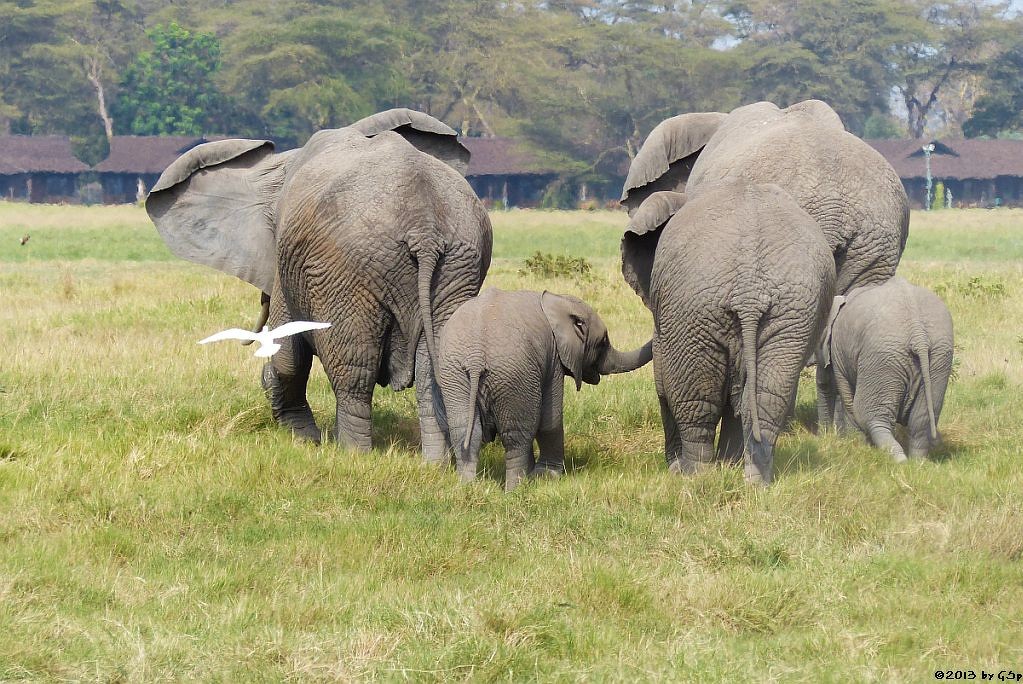 Elefant, Kuhreiher