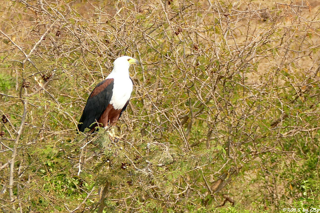 Schreiseeadler (African Fish-eagle)