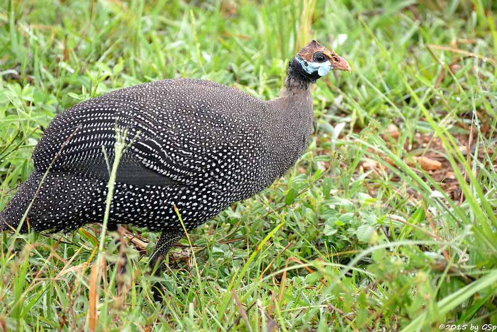 Helmperlhuhn (Helmeted Guinea Fowl)