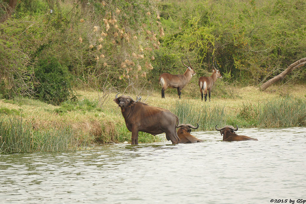 Kaffernbüffel, Defassaa-Wasserbock (Buffalo, Waterbuck)