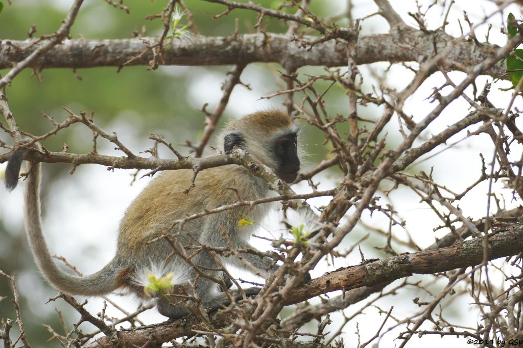 Südliche Grünmeerkatze (Vervetmeerkatze)