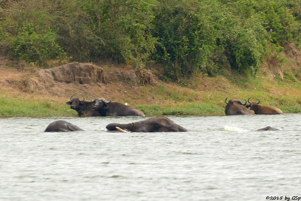 Afrikanischer Elefant, Kaffernbüffel (African Elephant, Buffalo)