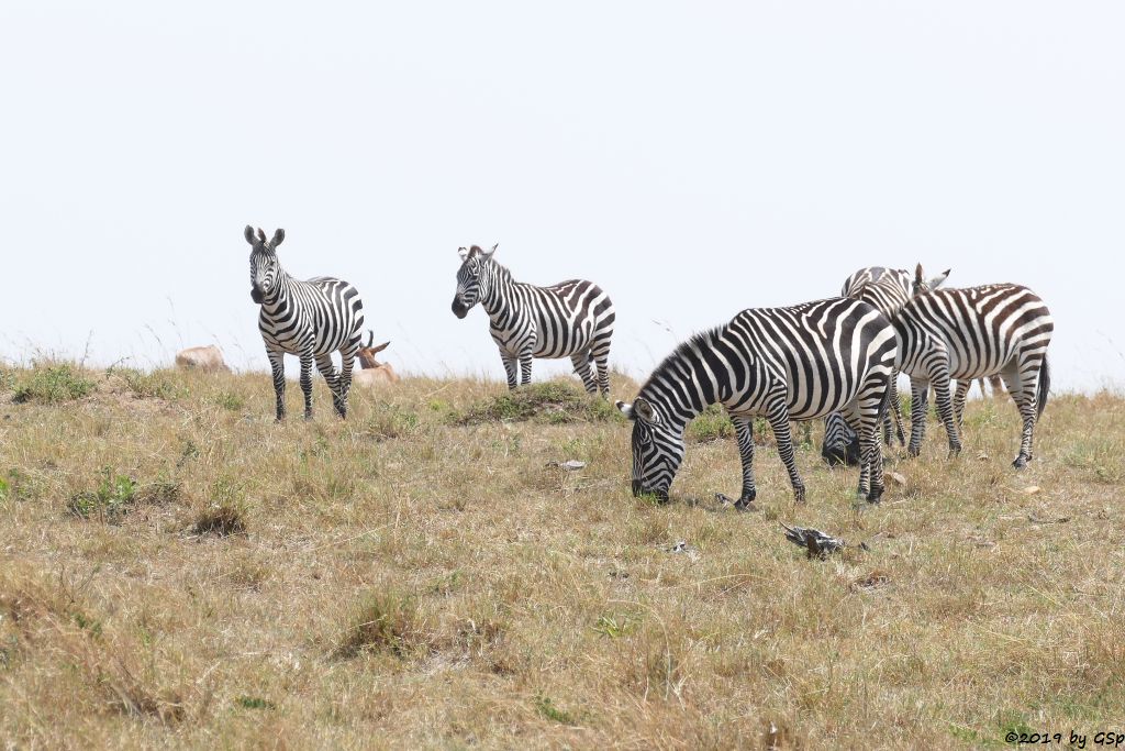 Topi (Küstentopi, Leierantilope), Böhm-Steppenzebra