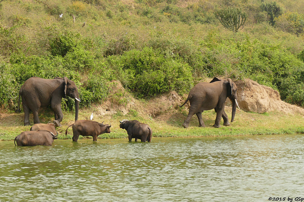 Kaffernbüffel, Afrikanischer Elefant (Buffalo, African Elephant)