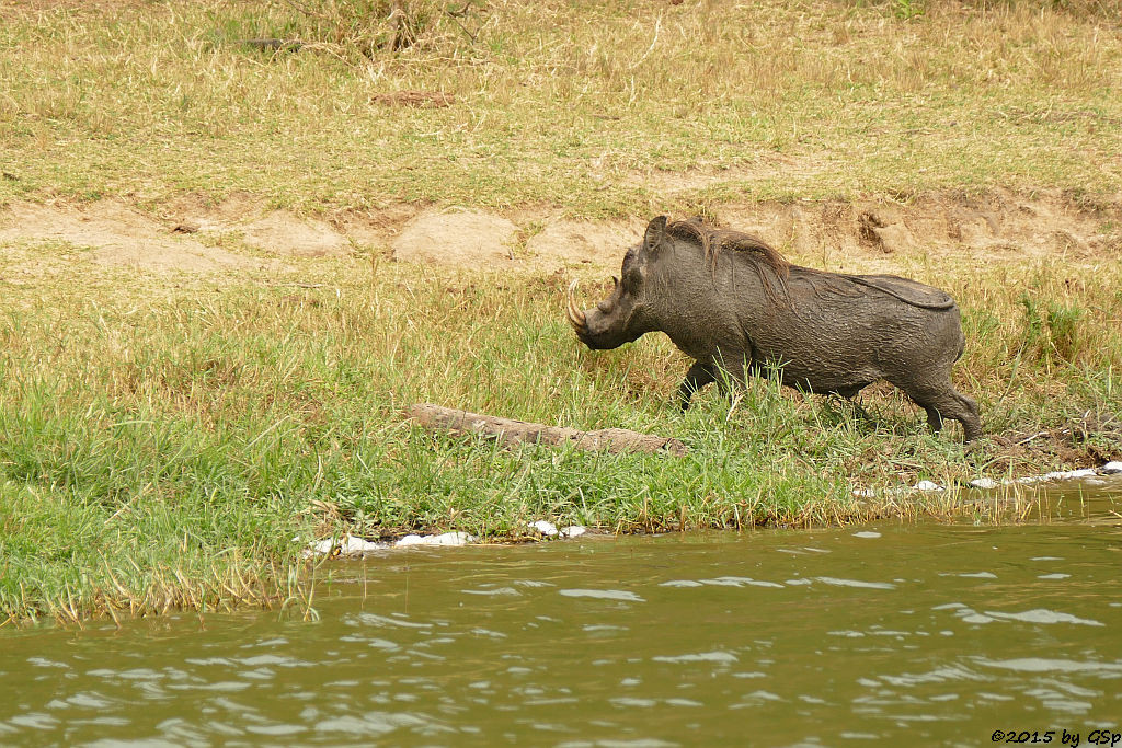 Warzenschwein (Warthog)