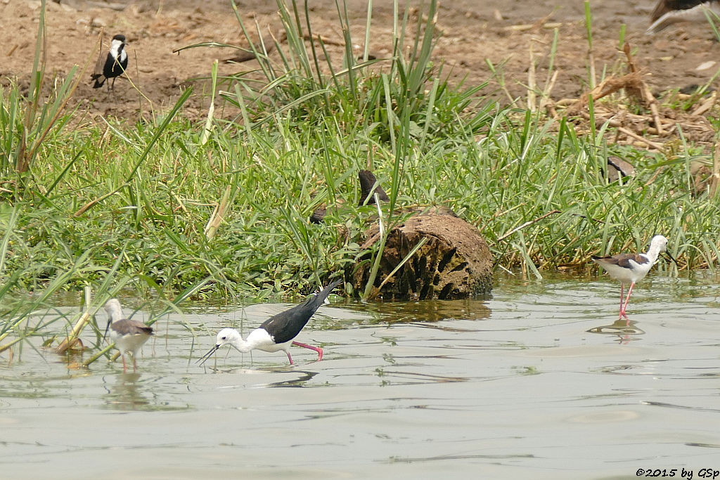 Spornkiebitz, Stelzenläufer (Spurwing Plover, Black-winged Stilt)