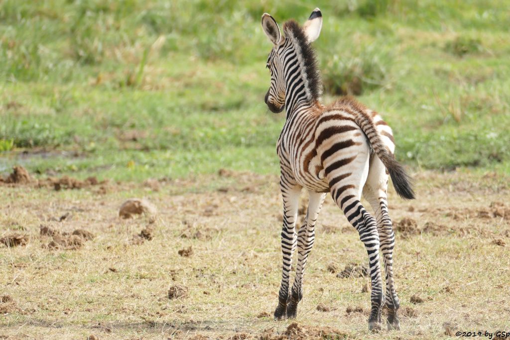 Böhm-Steppenzebra (Grant-Zebra)