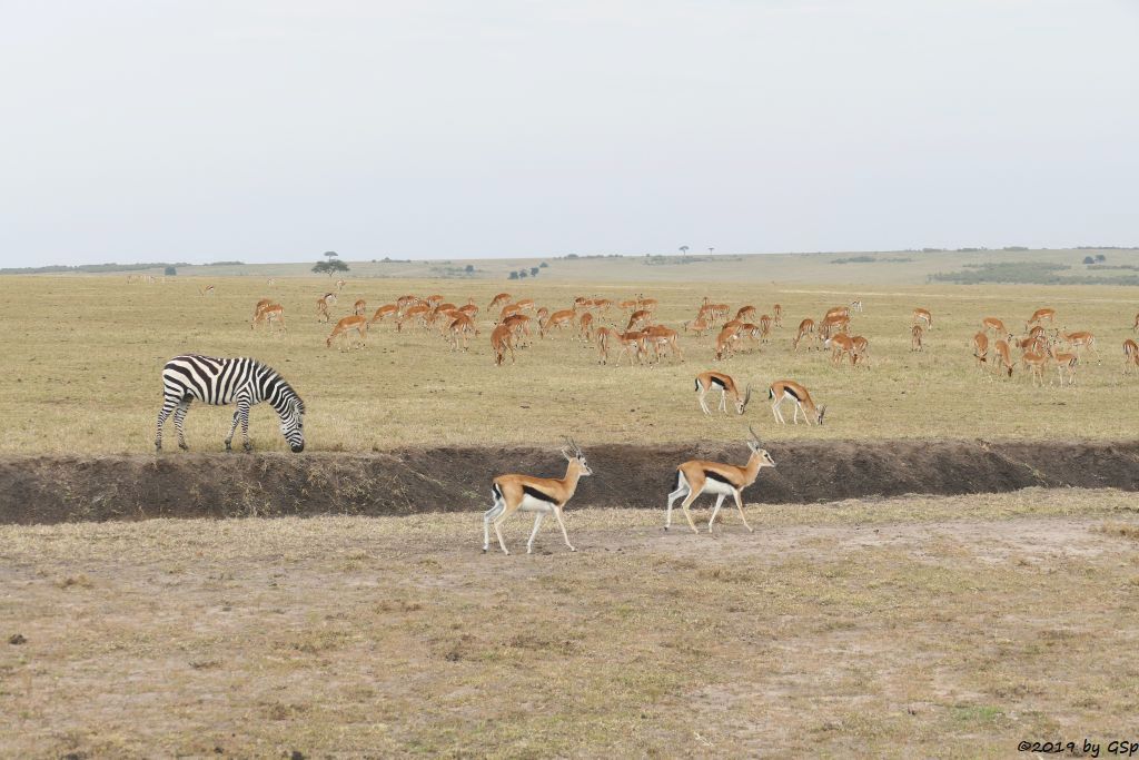 Böhm-Steppenzebra (Grant-Zebra), Thomsongazelle, Impala