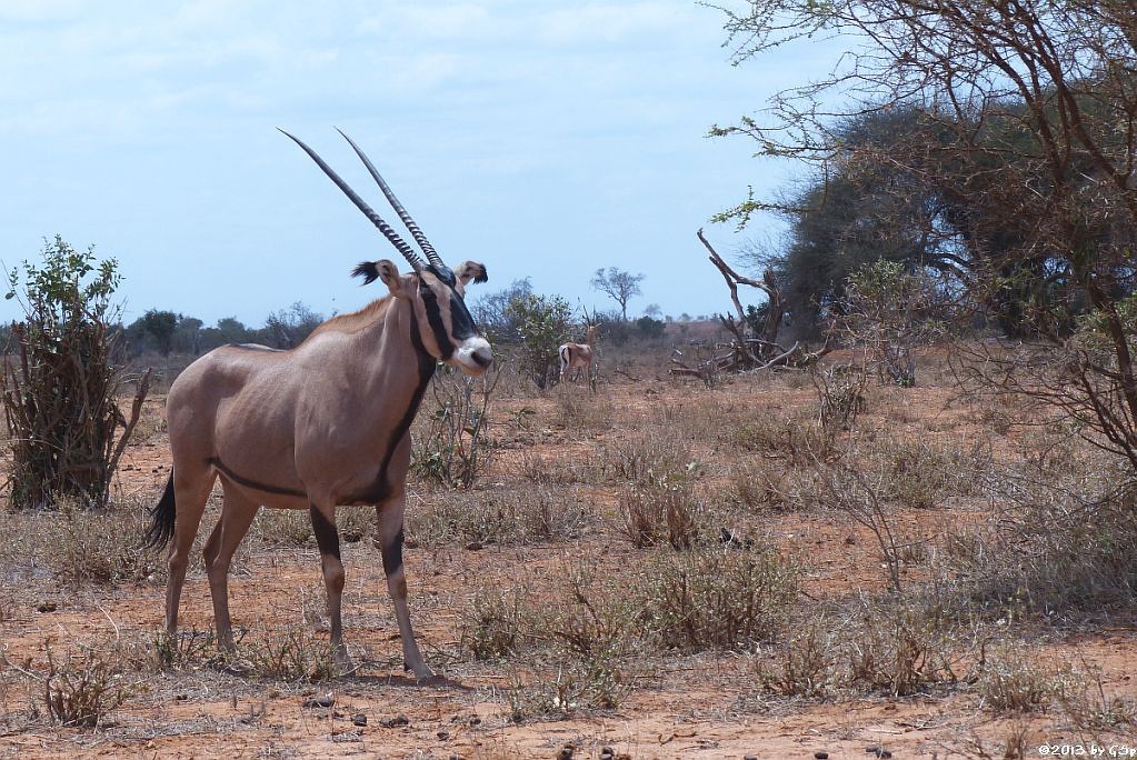 Eritrea-Spießbock (-Oryx), Grant-Gazelle