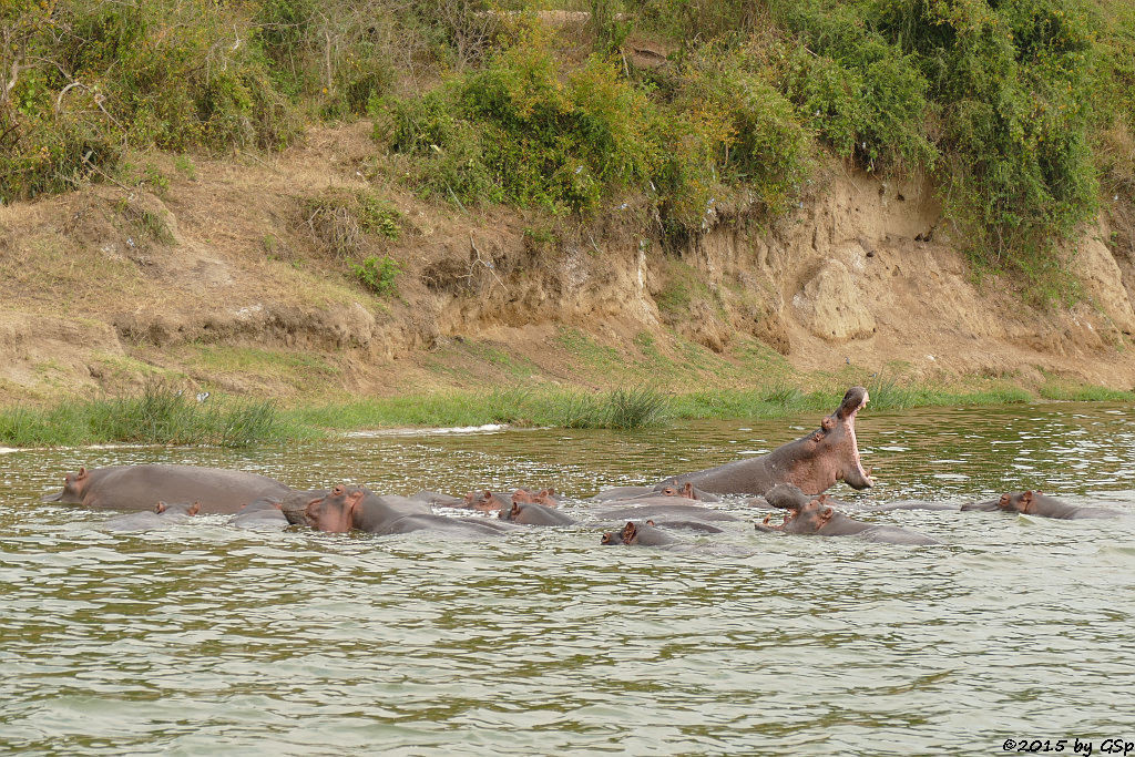 Flusspferd (Hippopotamus/Hippo)