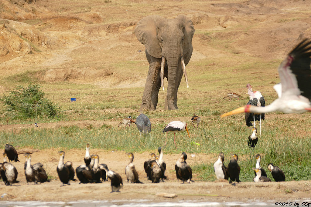 Weißbauchkormoran, Afrikanischer Elefant, Nimmersatt, Nilgans, Marabu (Greater (white-breasted) Cormorant, African Elephant, Yellow-billed Stork, Egyptian Goose, Marabou Stork)