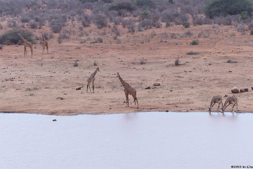 Massa-Giraffe