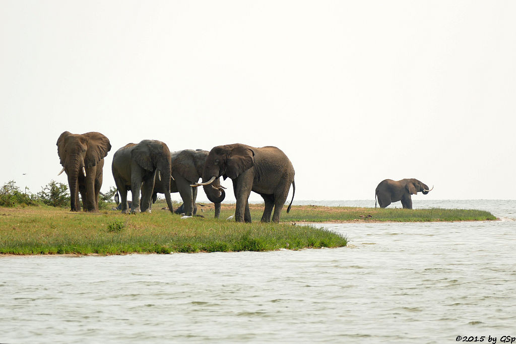Afrikanischer Elefant (African Elephant)
