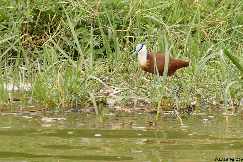 Blaustirn-Blatthühnchen (African Jacana)