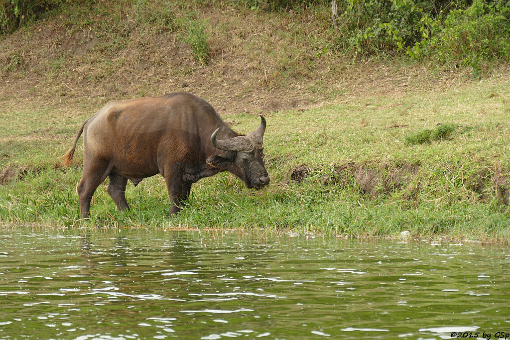 Kaffernbüffel (Buffalo)