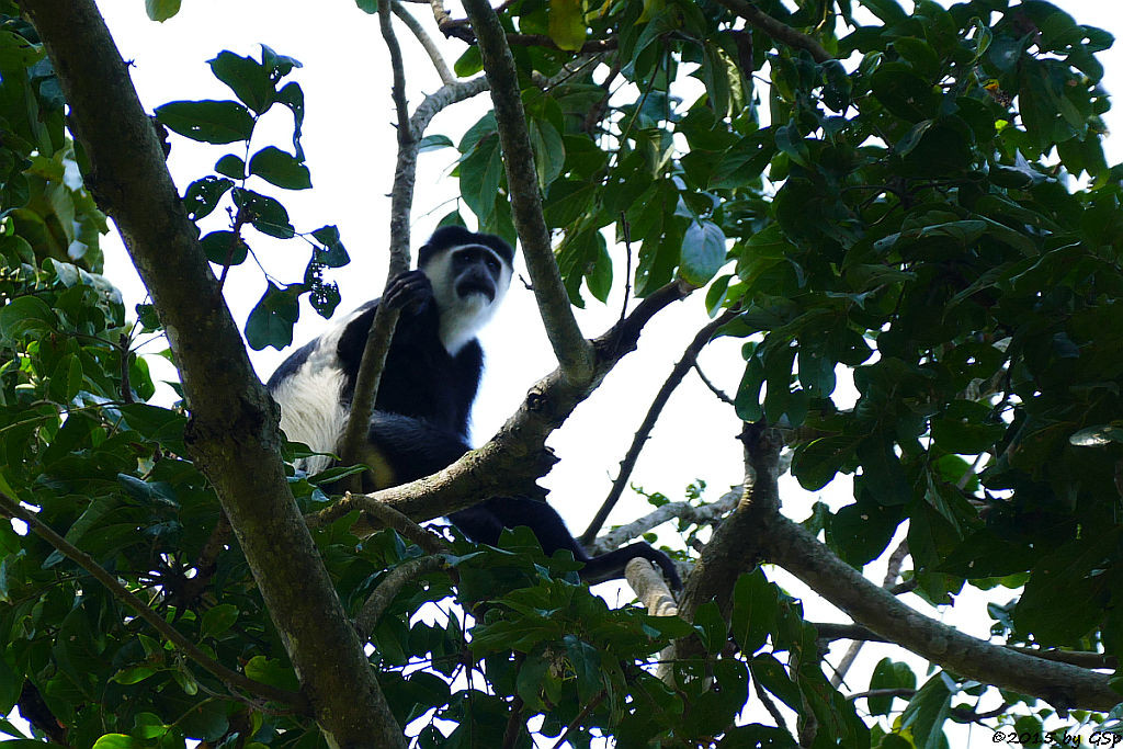  Mantelaffe, Guereza (Black-and-white Colobus)