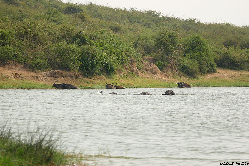 Afrikanischer Elefant, Kaffernbüffel (African Elephant, Buffalo)