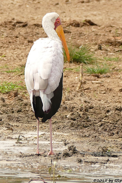 Afrikanischer Nimmersatt (Yellow-billed Stork)