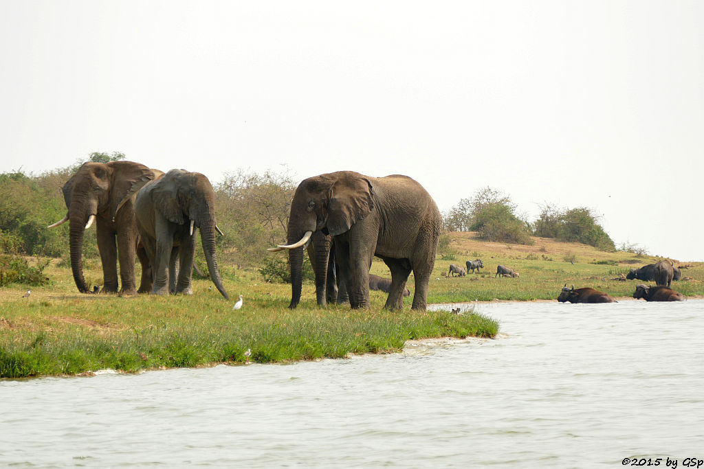 Afrikanischer Elefant, Warzenschwein, Kaffernbüffel (African Elephant, Warthog, Buffalo)