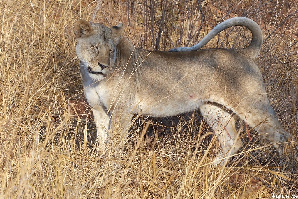 Massai-Löwe