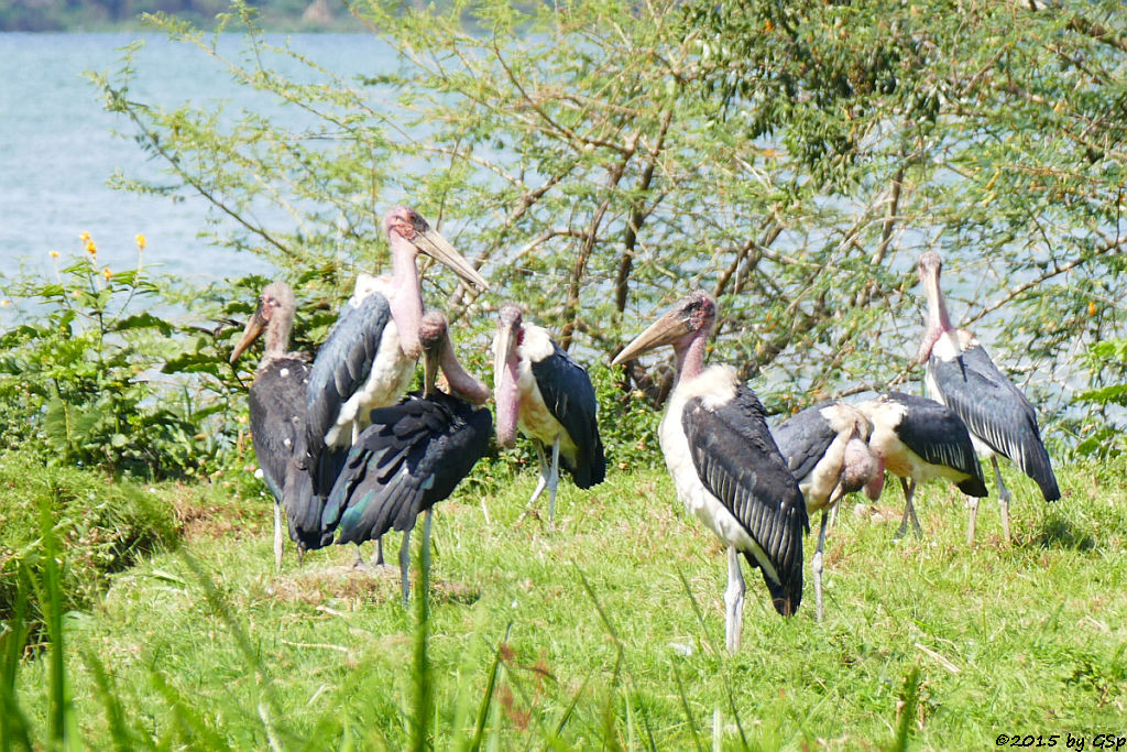  Marabu (Marabou Stork)