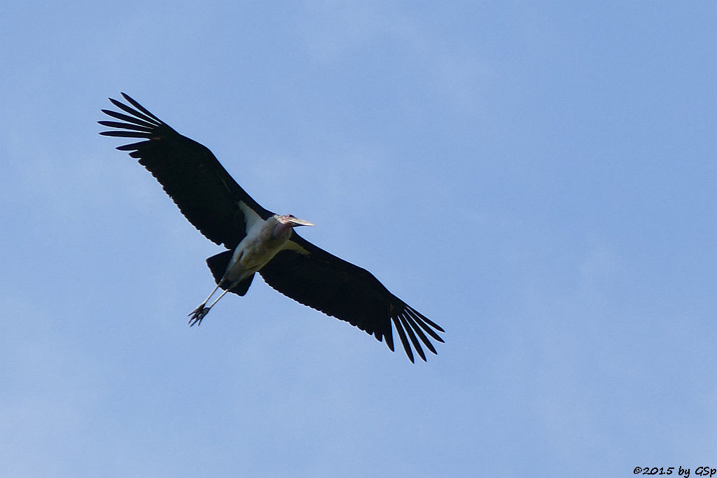  Marabu (Marabou Stork)