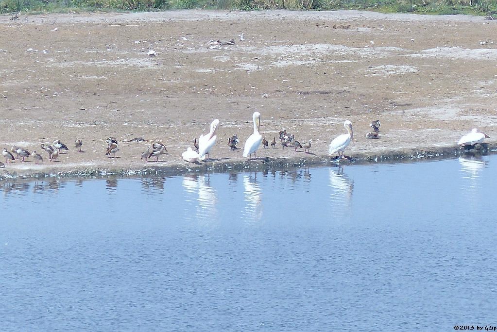 Nilgans, Rosapelikan