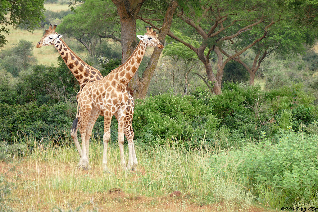 Rothschild-(Uganda-)Giraffe (Rothschild's Giraffe)