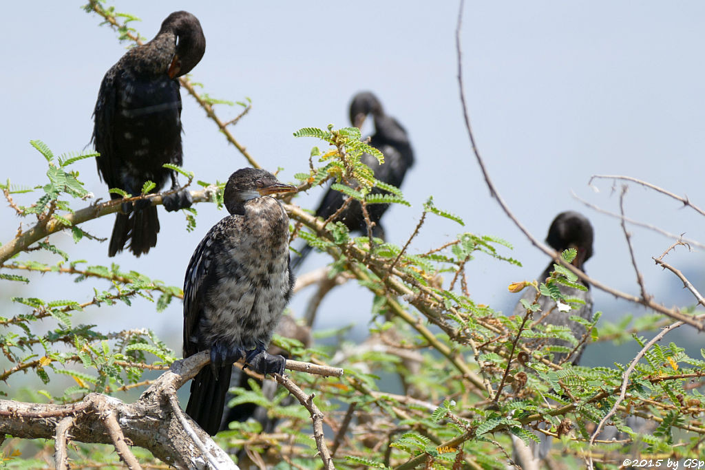 Riedscharbe (Long-tailed Cormorant)