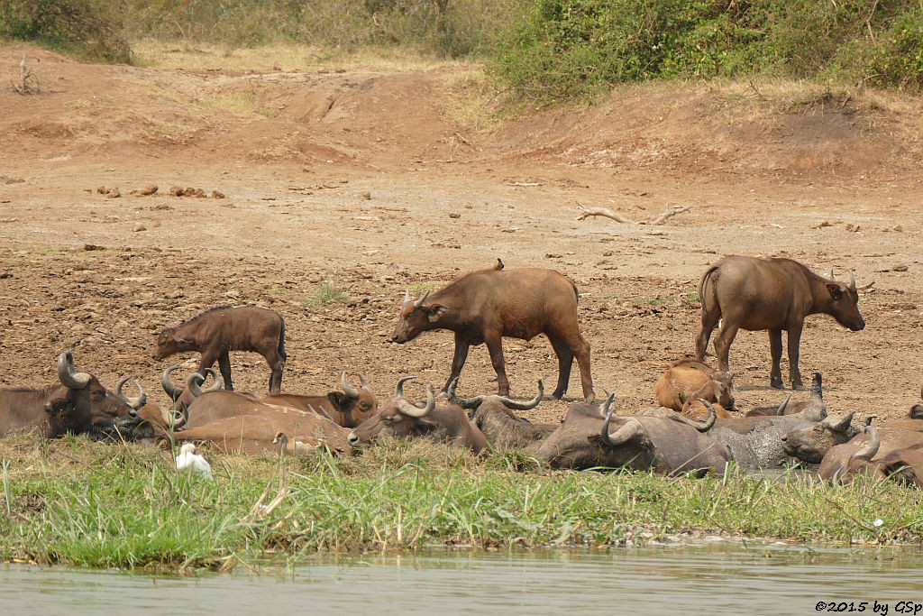 Afrikanischer Löffler, Kaffernbüffel (African Spoonbill, Buffalo)